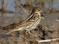 Pechora Pipit » Anthus gustavi