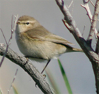 Siberian Chiffchaff