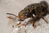 Stor jagtrovbille (Ontholestes tessellatus ) Foto/billede af