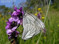 Sortåret hvidvinge (Aporia crataegi)  Foto/billede af