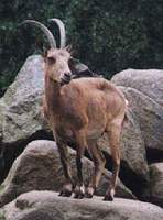 북산양(北山羊) Capra ibex