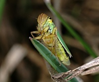 Cicadella viridis - green leafhopper