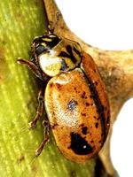 Aphidecta obliterata var. sexnotata