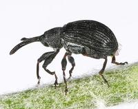 Anthonomus rubi - Strawberry blossom weevil