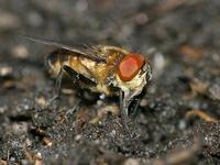 Phasia obesa