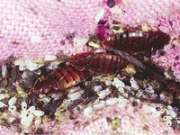 Cimex hemipterus