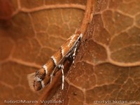 Cameraria ohridella - Horse-chestnut Leafminer