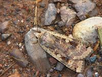 Noctua pronuba - Large Yellow Underwing