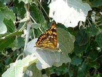 Apatura metis - Freyer's Purple Emperor