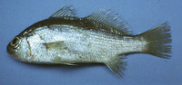 Bairdiella sanctaeluciae, Striped croaker: fisheries, bait