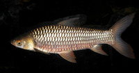 Leptobarbus hoevenii, Mad barb: fisheries, aquaculture, aquarium