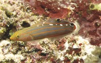 Amblygobius rainfordi, Old glory: aquarium