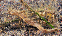 Acentronura tentaculata, :