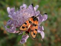 Zygaena fausta