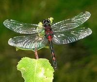 Leucorrhinia dubia - White-Faced Dragonfly