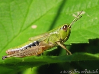 Chorthippus parallelus - Meadow Grasshopper