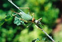 Ephippiger ephippiger