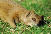 Image of: Cynictis penicillata (yellow mongoose)