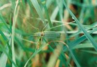 Isophya kraussii