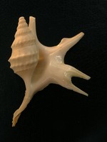 Aporrhais serresianus