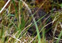 Image of: Ochotona cansus (Gansu pika)