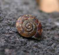 Helicigona lapicida