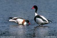 Tadorna tadorna - Common Shelduck