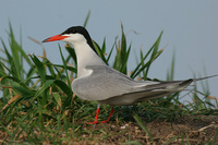 Sterna hirundo - Common Tern