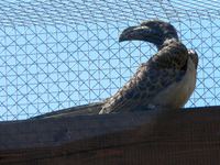 Tockus nasutus - African Grey Hornbill