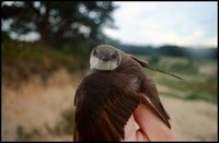 Riparia riparia - Bank Swallow