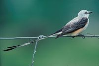 Tyrannus forficatus - Scissor-tailed Flycatcher