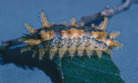 Image of: Limacodidae (saddleback caterpillars, slug caterpillar moths, and slug caterpillars)