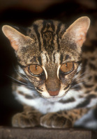 Prionailurus bengalensis - Leopard Cat