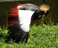 Image of: Balearica pavonina (black crowned-crane)