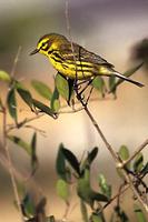 Image of: Dendroica discolor (prairie warbler)