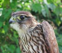 Image of: Falco columbarius (merlin)