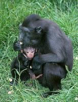 Macaca nigra - Celebes Crested Macaque