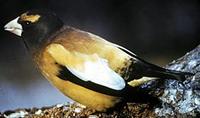 Image of: Hesperiphona vespertina (evening grosbeak)