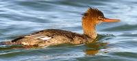 Image of: Mergus serrator (red-breasted merganser)