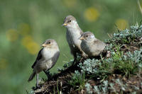 Image of: Pseudopodoces humilis (Hume's groundpecker)