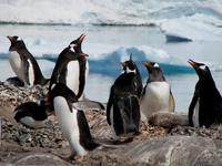 Image of: Pygoscelis papua (gentoo penguin)