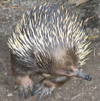 Tachyglossus aculeatus - Short-beaked Echidna