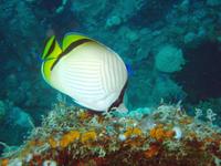 Chaetodon vagabundus - Criss-cross Butterflyfish