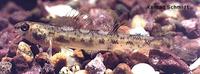 Image of: Etheostoma chlorosomum (bluntnose darter)