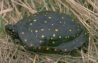 Image of: Clemmys guttata (spotted turtle)