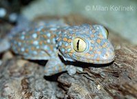 Gekko gecko - Tokay Gecko