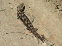 Tiliqua nigrolutea - Blotched Blue-Tongued Lizard