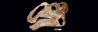 Gryposaurus monumentensis