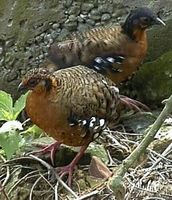 Red-breasted Partridge - Arborophila hyperythra