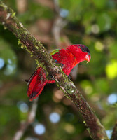 Purple-naped Lory - Lorius domicella